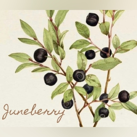juneberry_